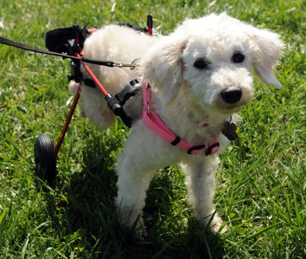 Rescued poodle helps protest puppy mills