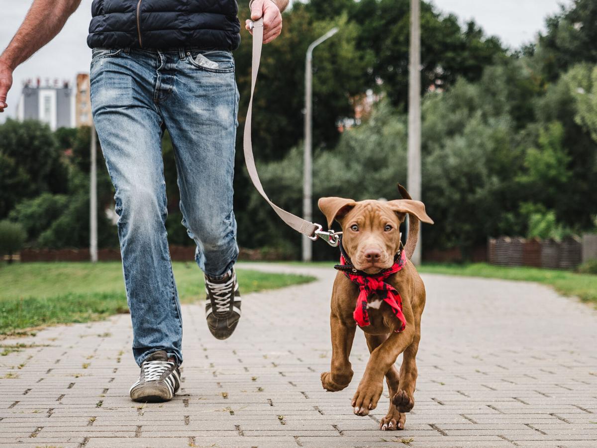America’s Best Historical Walking Tours (And they’re Dog-Friendly, Too!)-image