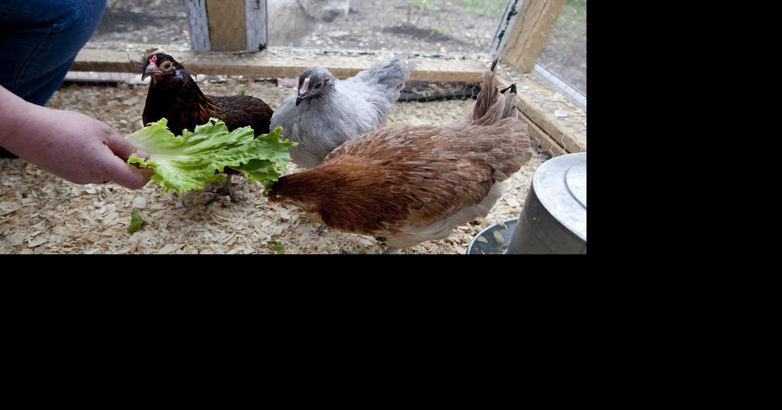 Town of Waterford to discuss allowing chickens in residential zones