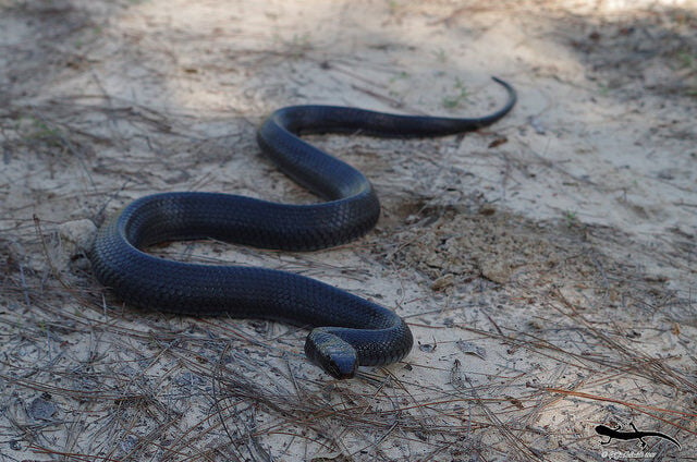 Alabama: Eastern indigo snake found in the state for just the