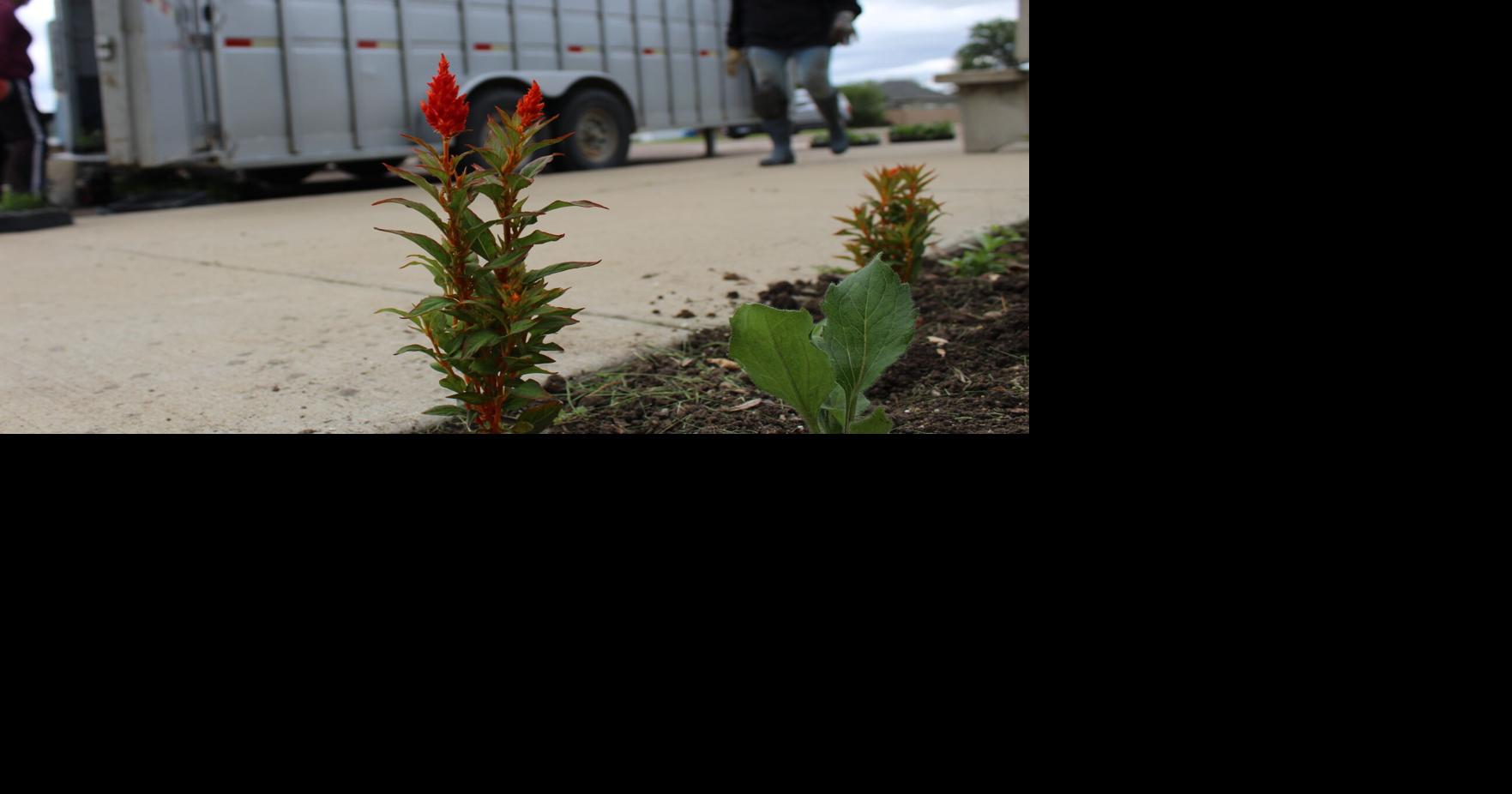 Town Planting Day, Cultivating a Floral Array