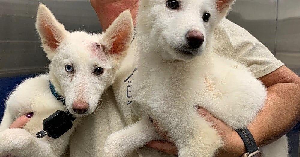 2 puppies adopted together after being thrown over animal shelter's