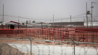 US halts live cattle imports from Mexico to quell screwworm spread ...