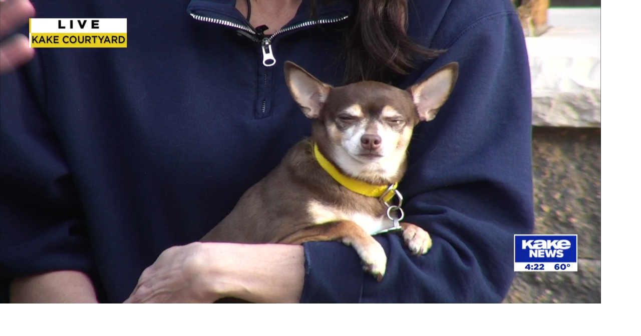 Pet of the Week: Cocoa Puff | KAKE Guests | kake.com