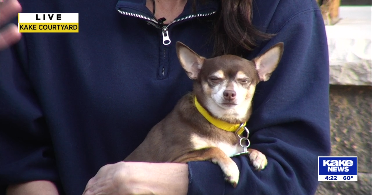 Kake Comp Pet of the Week: Cocoa Puff | KAKE Guests | kake.com