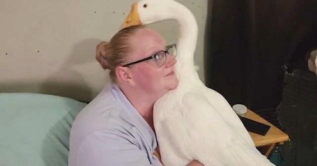 Addiction Goose Woman fights to keep emotional support goose: ‘He’s the light of my day ...