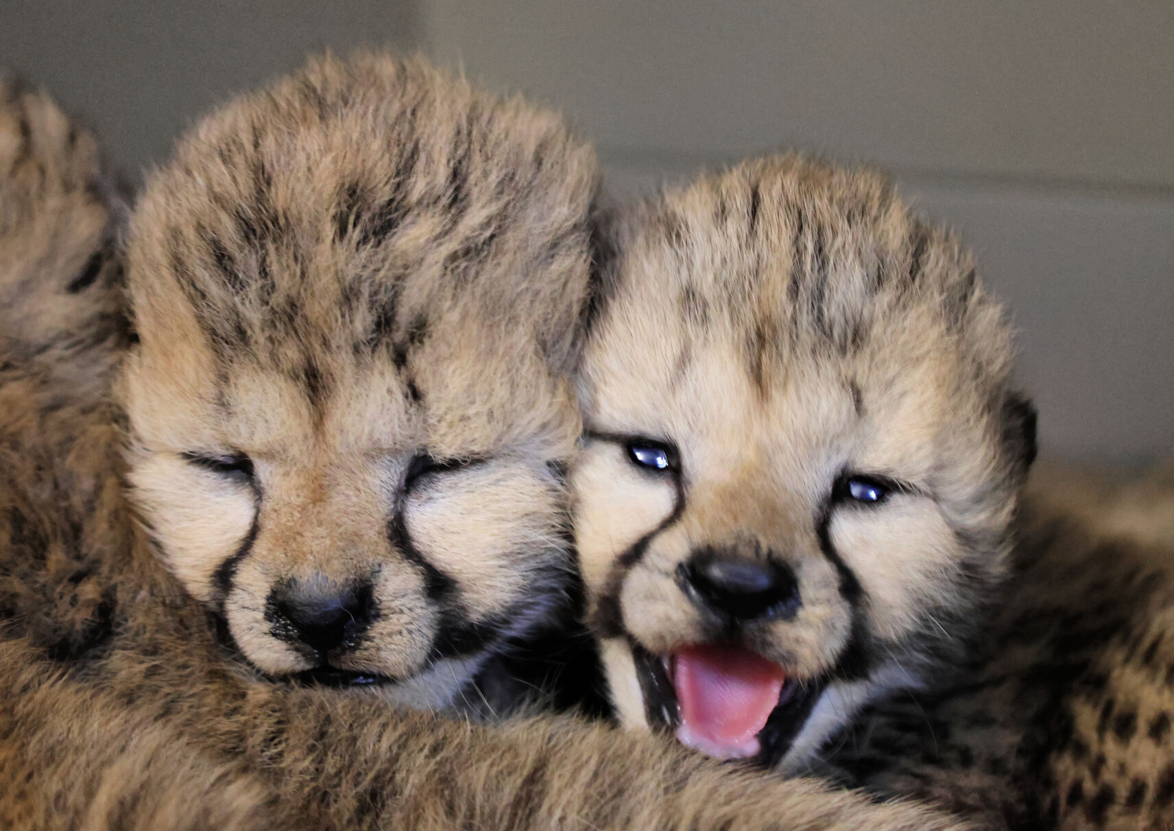 68ff61dea77a0.image.jpg?crop=