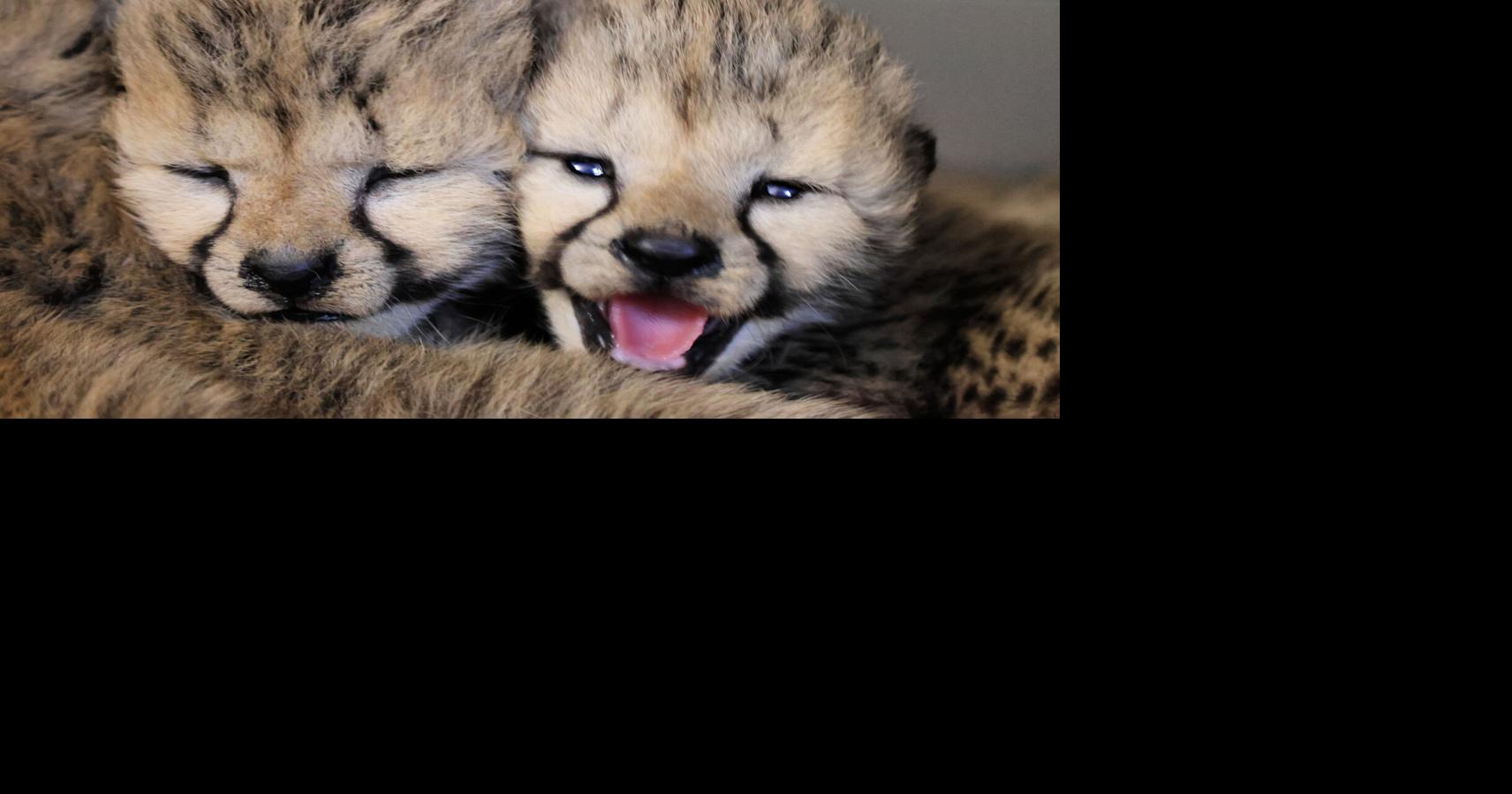 Tanganyika welcomes litter of 7 cheetah cubs | Trusted News Source for ...