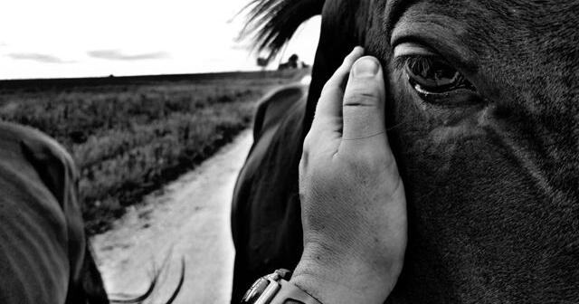 'Relentless pursuit': Kansas sheriff offers reward after 2 horses fatally shot