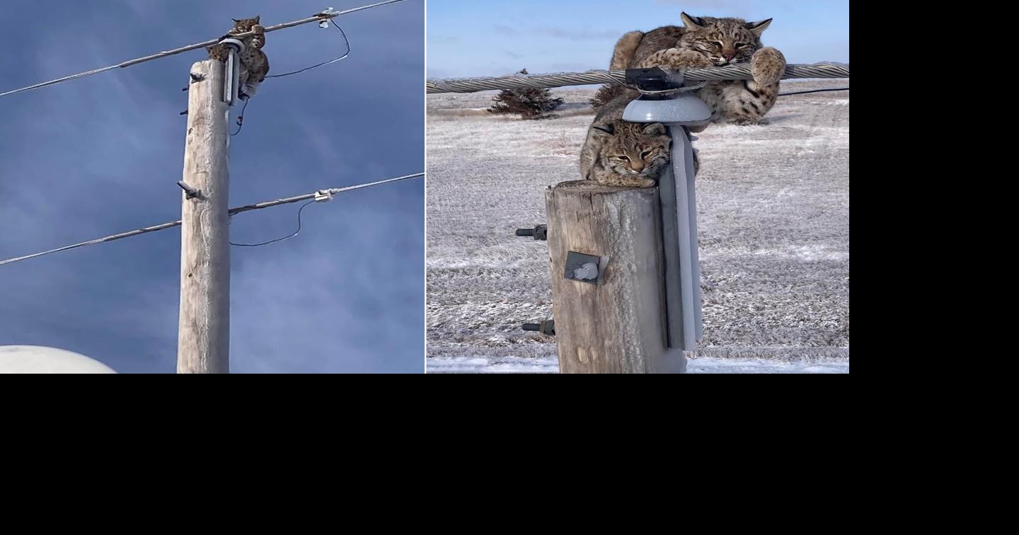 Kansas linemen save mom bobcat and kitten during ice storm Trusted