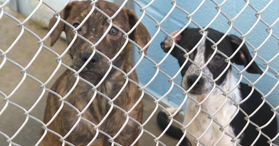 Emporia shelter takes in 41 animals after police receive animal cruelty tip