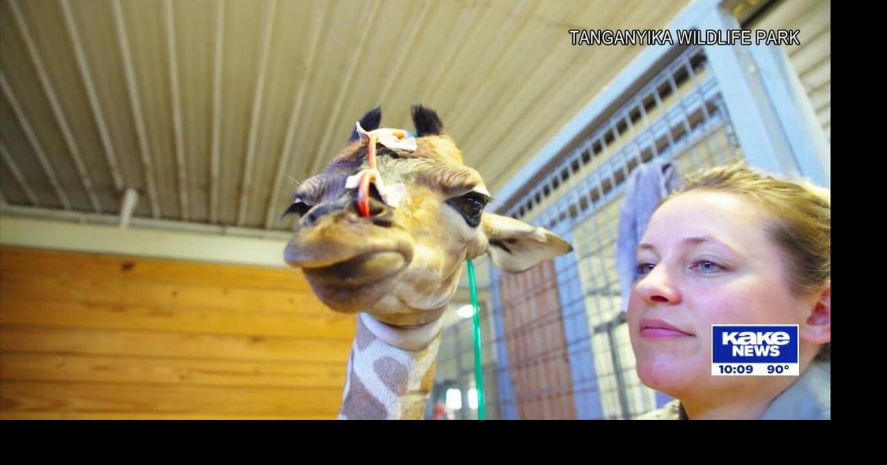 Tanganyika Wildlife Park details baby giraffe's progress 2 weeks after emergency C-Section birth