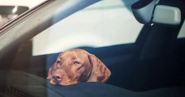 Dog dies after being left in hot car -- just one of 30 calls since June ...