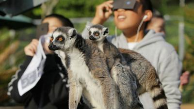 Some perplexing animal mysteries stumped scientists during the ...