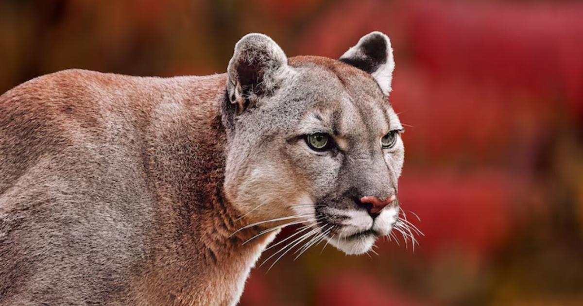 Officials issue warning after mountain lion spotted in southwest Kansas park