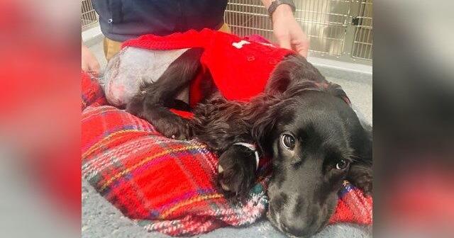 Six-legged dog abandoned in a Welsh car park gets a new lease on life ...