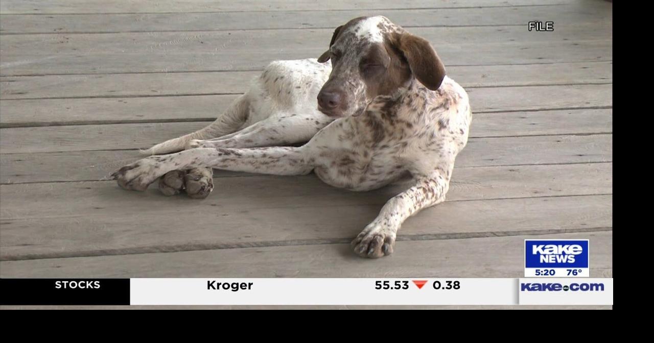 Wichita Animal Action League shares reminders to keep pets safe during fireworks season