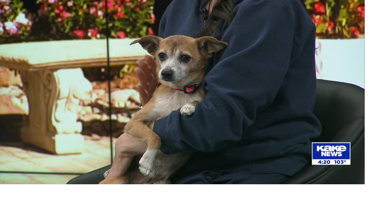 WAAL Pet of the week | Video | kake.com