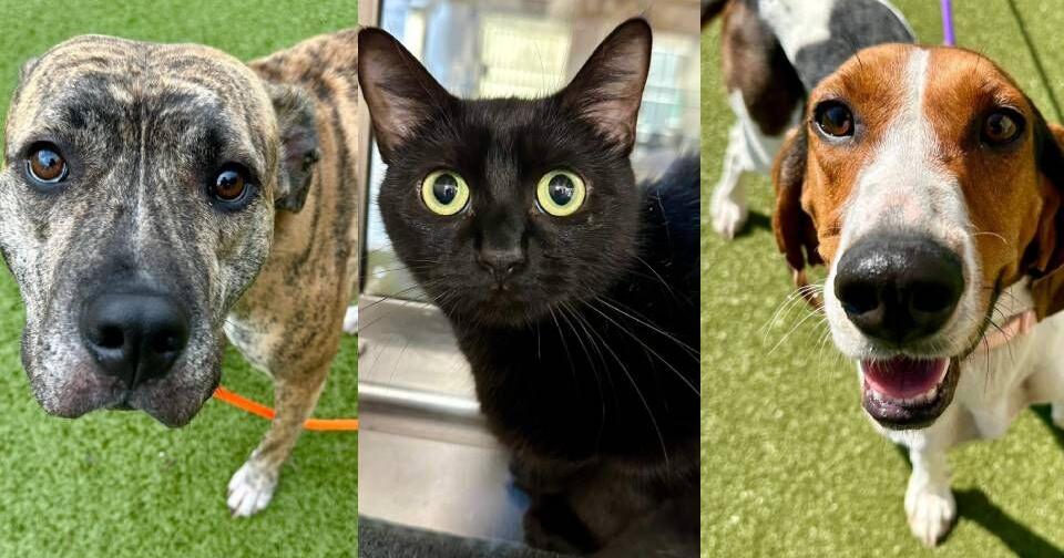 Wichita Animal Shelter and Kansas Humane Society in need of immediate adoptions