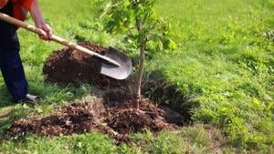 ICT Trees Seeks Volunteers for Large-Scale Tree Planting Initiative