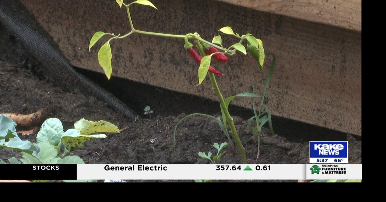 New RISE Community Garden takes root at Wichita library, aims to boost food access and education