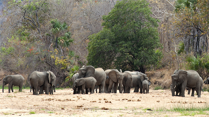 Zero elephants poached in a year in top Africa wildlife park | News ...