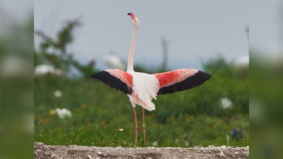 Flamingo that escaped Sedgwick County Zoo in 2005 spotted again in Texas |  Stories | kake.com