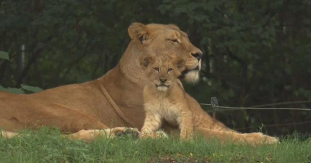 Why the Pittsburgh Zoo's new lion cub was named after a potato