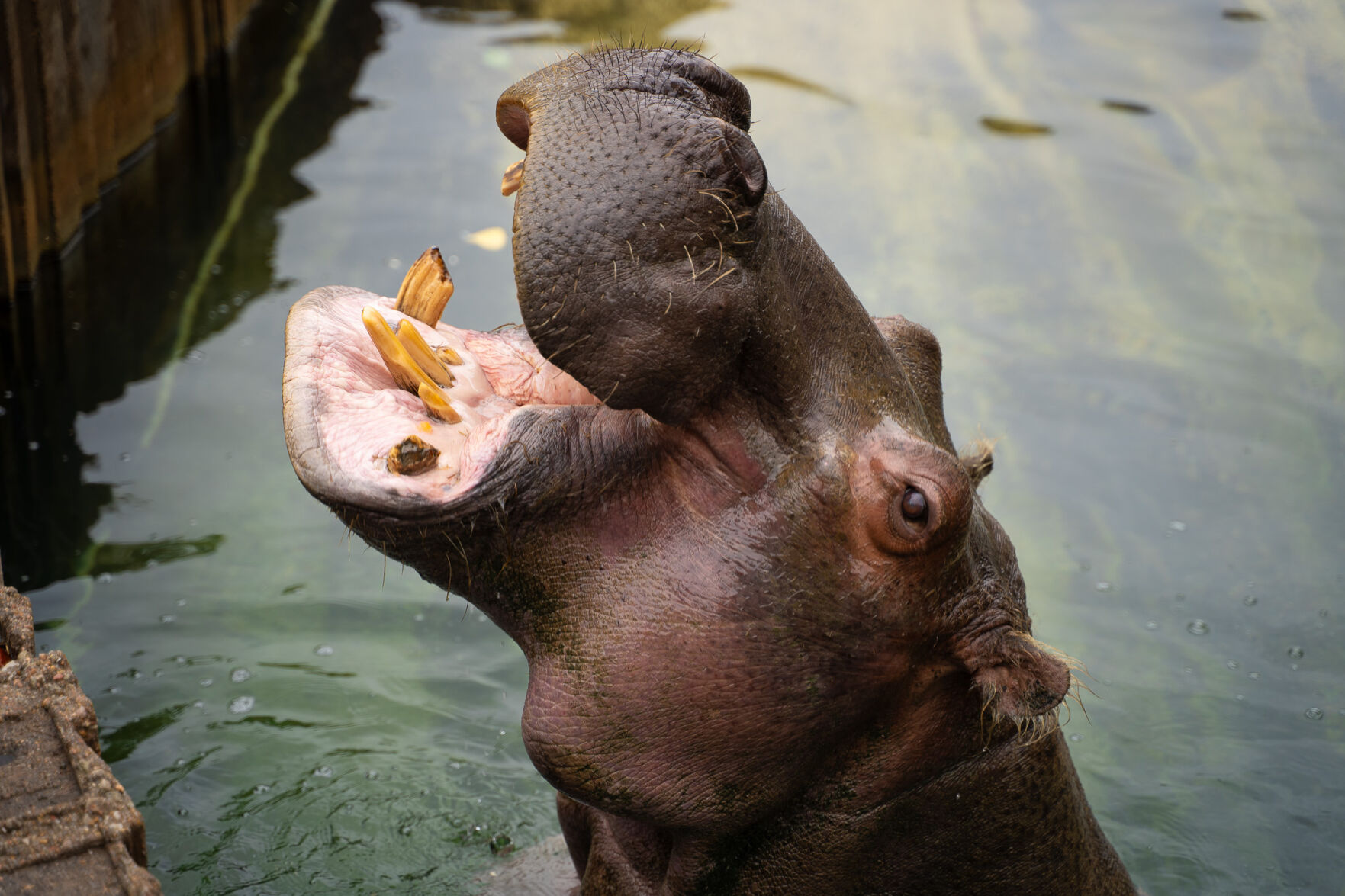 Sedgwick County Zoo says goodbye to its last Hippo | Trusted News