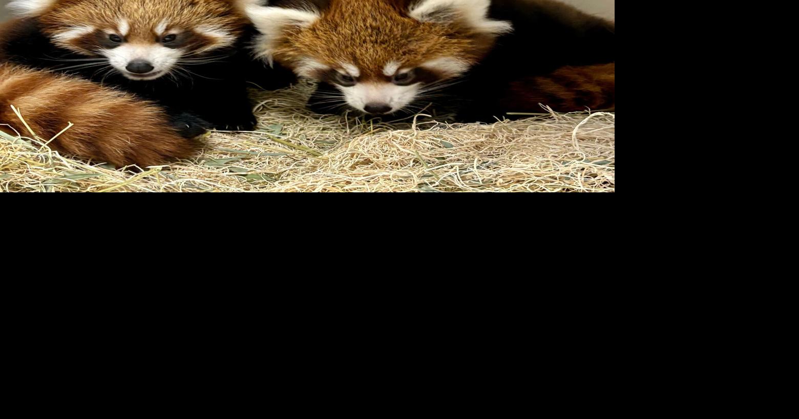 Triplet red pandas born at the Lincoln Children's Zoo | Offbeat | kake.com