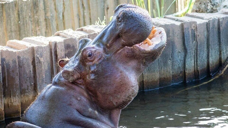 Sedgwick County Zoo's 50-year-old hippo has died | News | kake.com