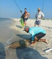 ‘It took us 45 minutes to reel in’; men land 100-pound stingray at Alabama beach
