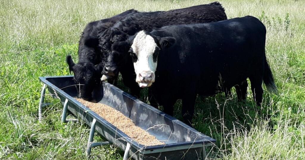 Sen. Roger Marshall points finger at Biden amid confirmation of screwworm in U.S. cattle