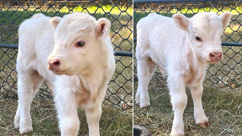 Rolling Hills Zoo announces arrival of Highland calf Home