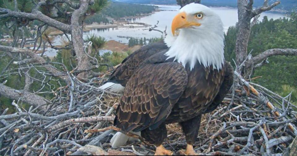Injured bald eagle presumed to be Jackie has died: Wildlife rescue | National & World | kake.com