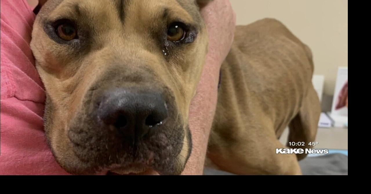 Wichita woman finds dog with traumatic leg and tail injuries believed ...