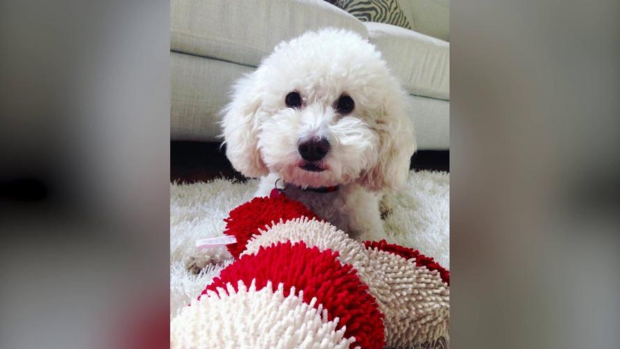 4 PetSmart employees facing charges after dog strangled to death during grooming visit