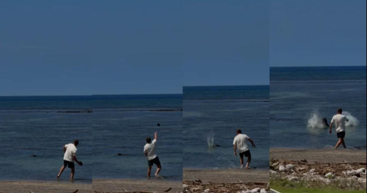 Hurling Rook Man charged after allegedly hurling rock at endangered monk seal ...