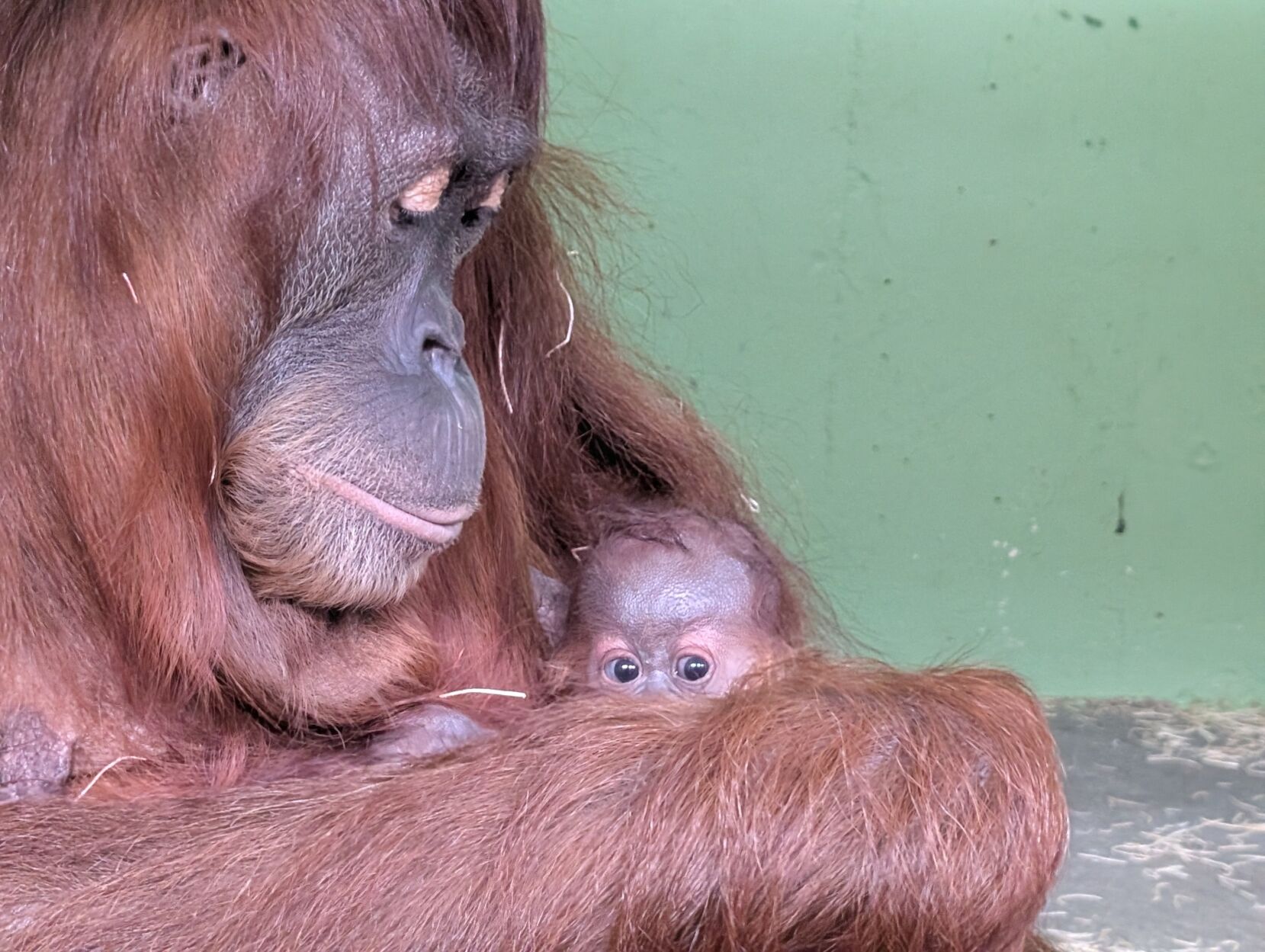 P. Orangutan オランウータン ビカクシダ OC PUP 養生済板付け 695c26245ea84.image.jpg?crop=