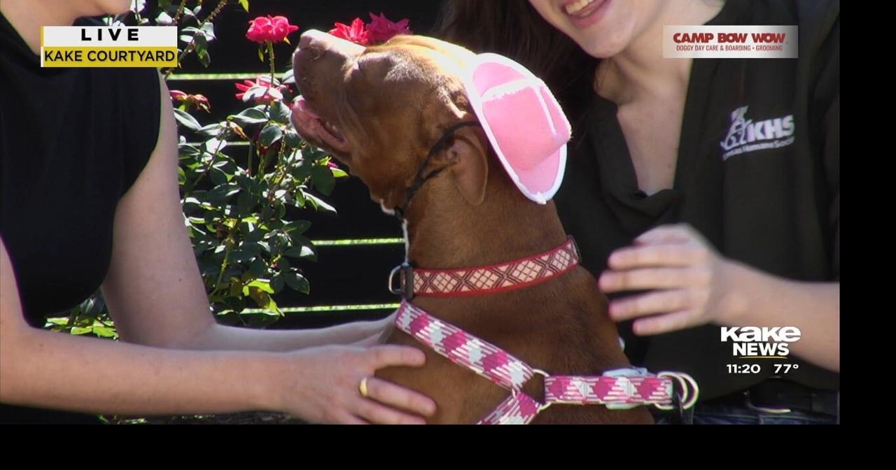 Pet Pals Meet Moderator Video Kake