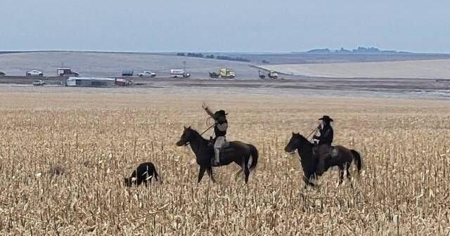 Kansas farmers and ranchers help round up cattle after semi crash