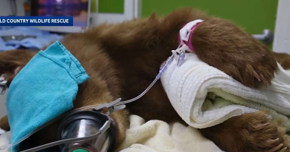 Orphaned bear cub treated for beanbag round wound