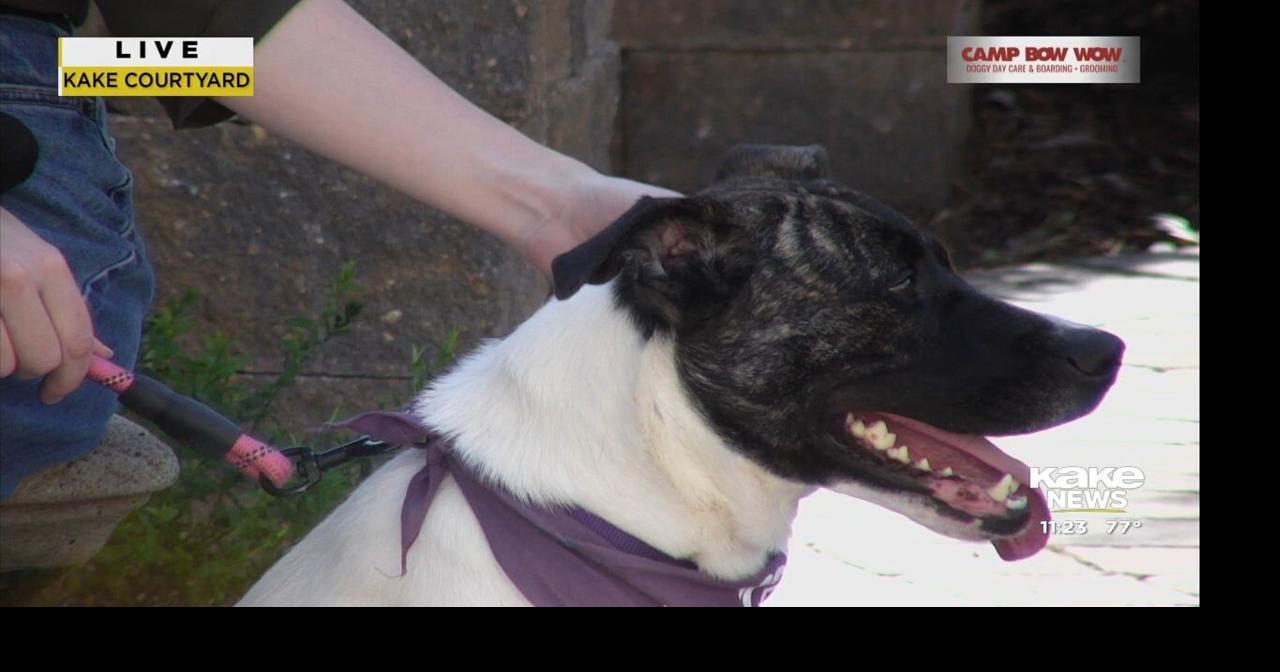 Pet Pals: Meet Getty! | Video | kake.com