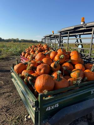 Wichita-Hutchinson Area Farmers Face Worst Pumpkin Harvest in a Decade