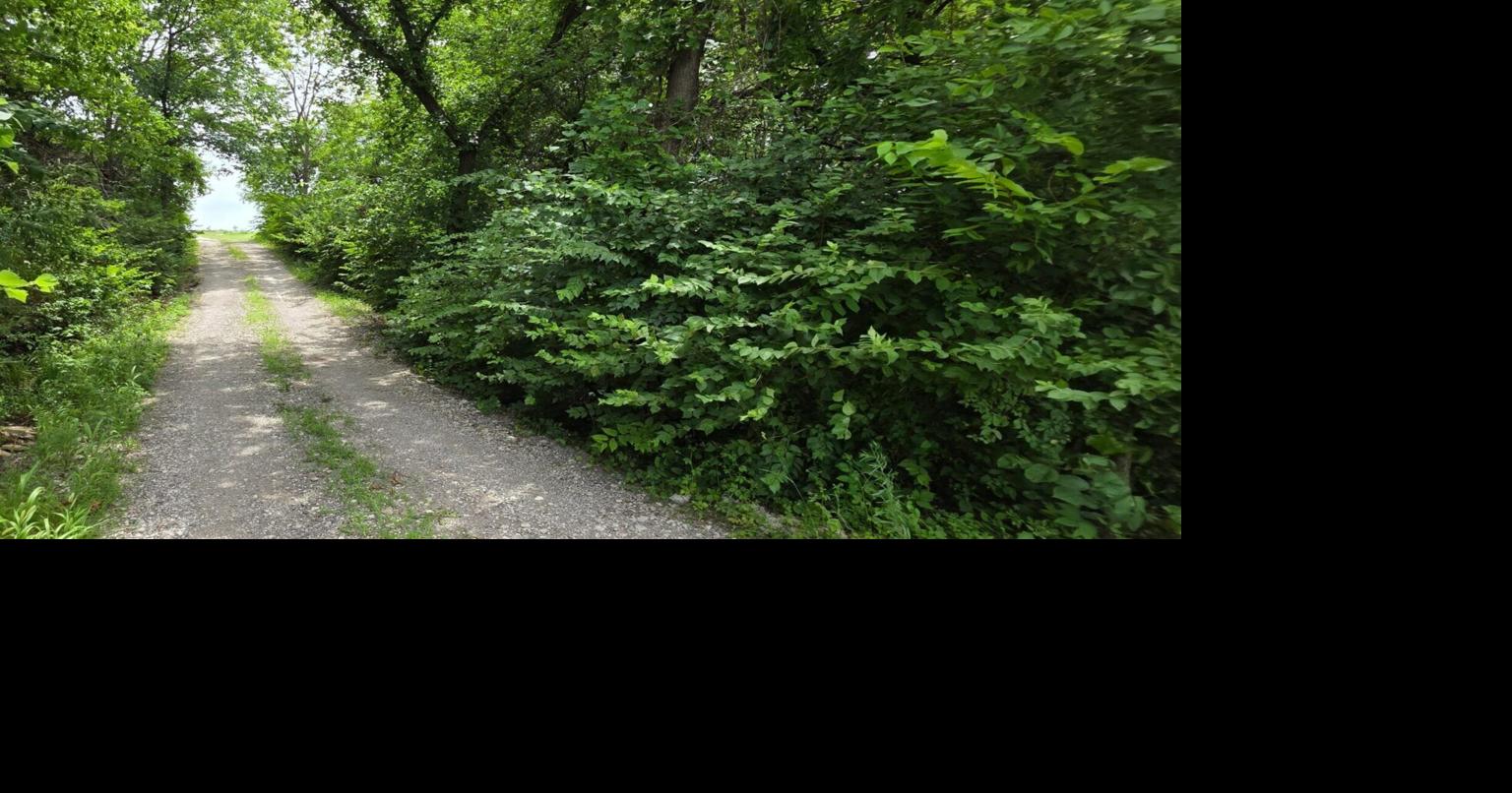 Bush honeysuckle added to Kansas noxious weed list, forcing landowners to eradicate invasive species