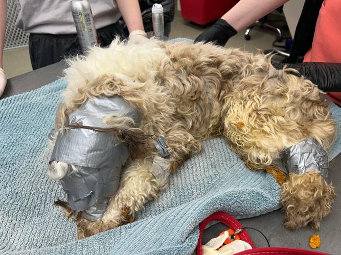 Missing dog found duct-taped, abandoned in dumpster | | kake.com