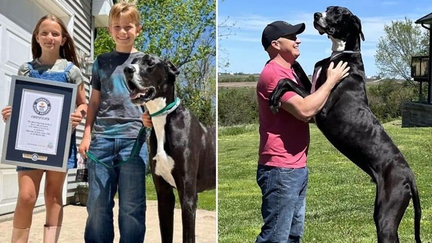 Kevin, the world's tallest dog, dies just days after getting record