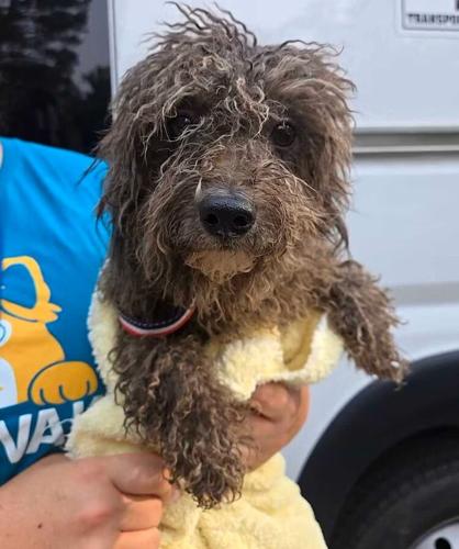 101 dogs rescued from apparent 'puppy mill' in North Carolina home ...