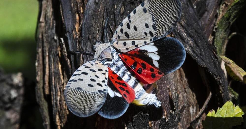 Invasive spotted lanternflies have have been found in 17 states