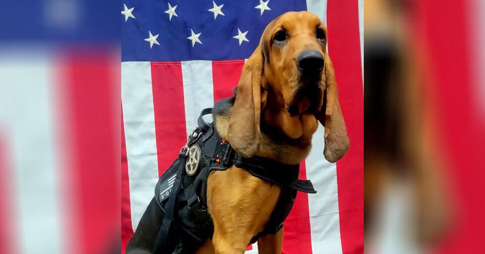Georgia police dog dies after being left in hot car; deputy fired ...